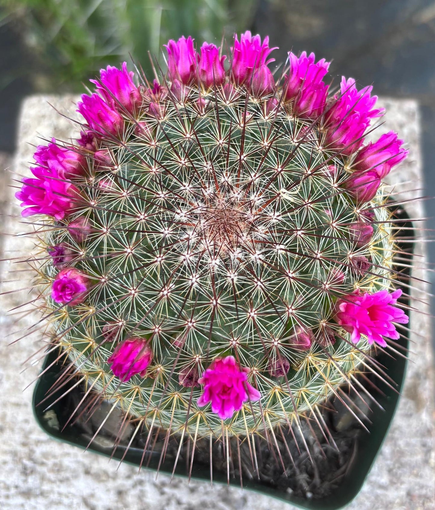 #EC311 Blaise’s EXACT Cactus Specimens