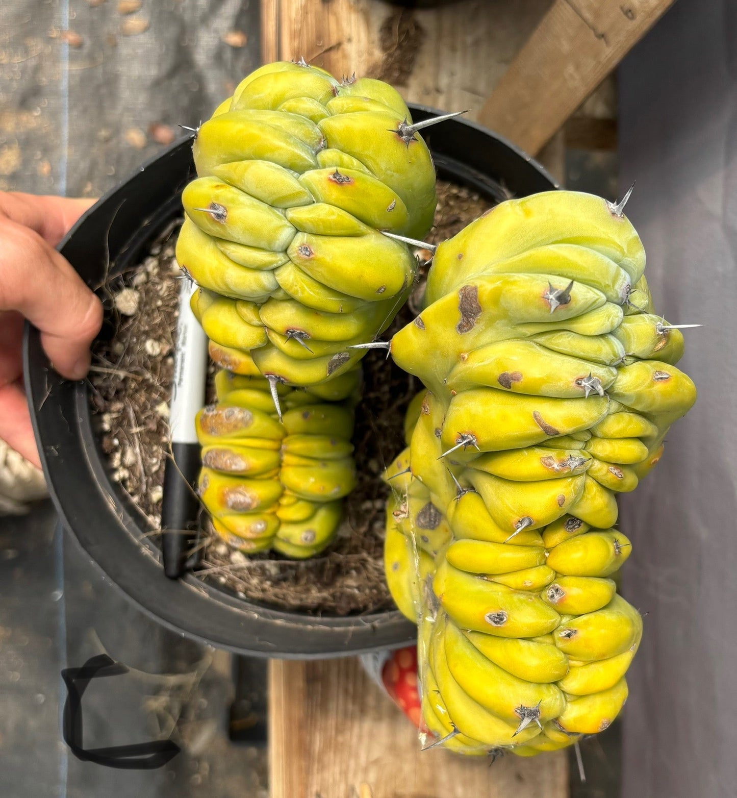#EC87 Myrtillocactus Crested