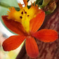 Epidendrum Radicans Orange ground orchid in a 4 inch pot! A hardy orchid with super bright orange blooms! An easy care orchid!