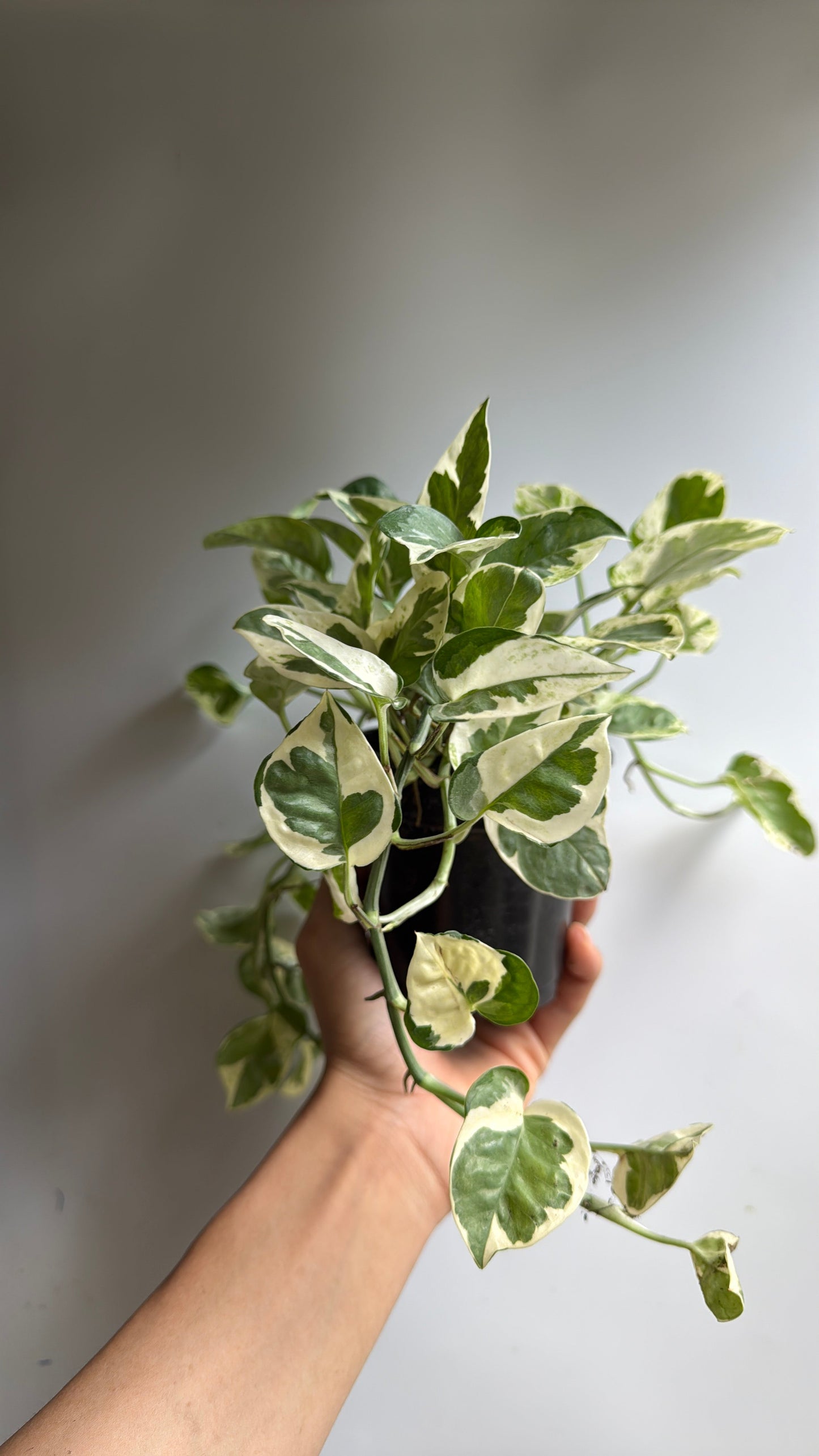 Pothos N'Joy