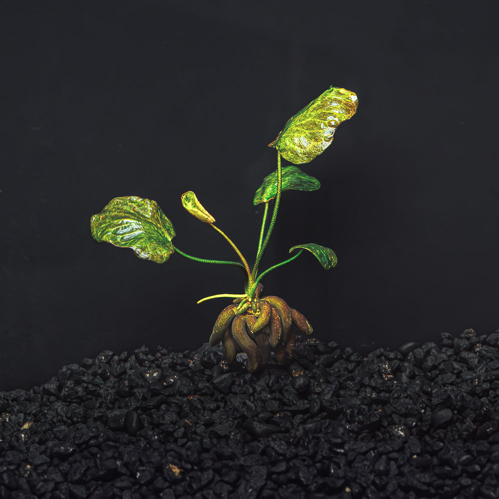 Banana Plant - Nymphoides Aquatica
