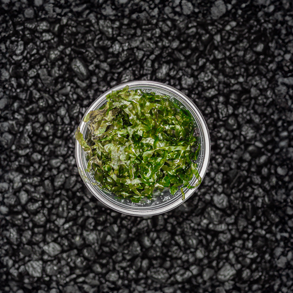 Subwassertang - a unique and versatile freshwater plant