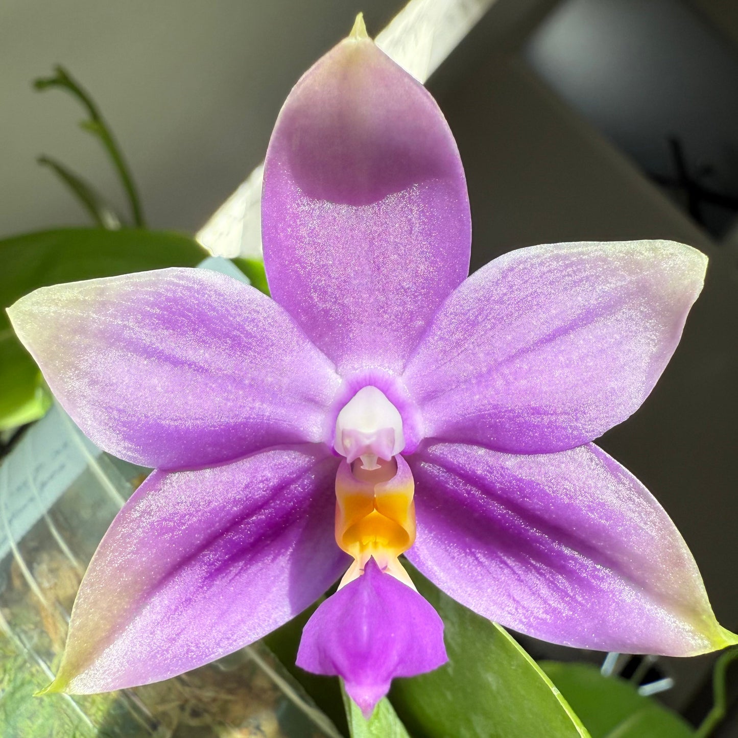 Phalaenopsis (Yang Yang Blue Bellina x Lee Wai Queen)