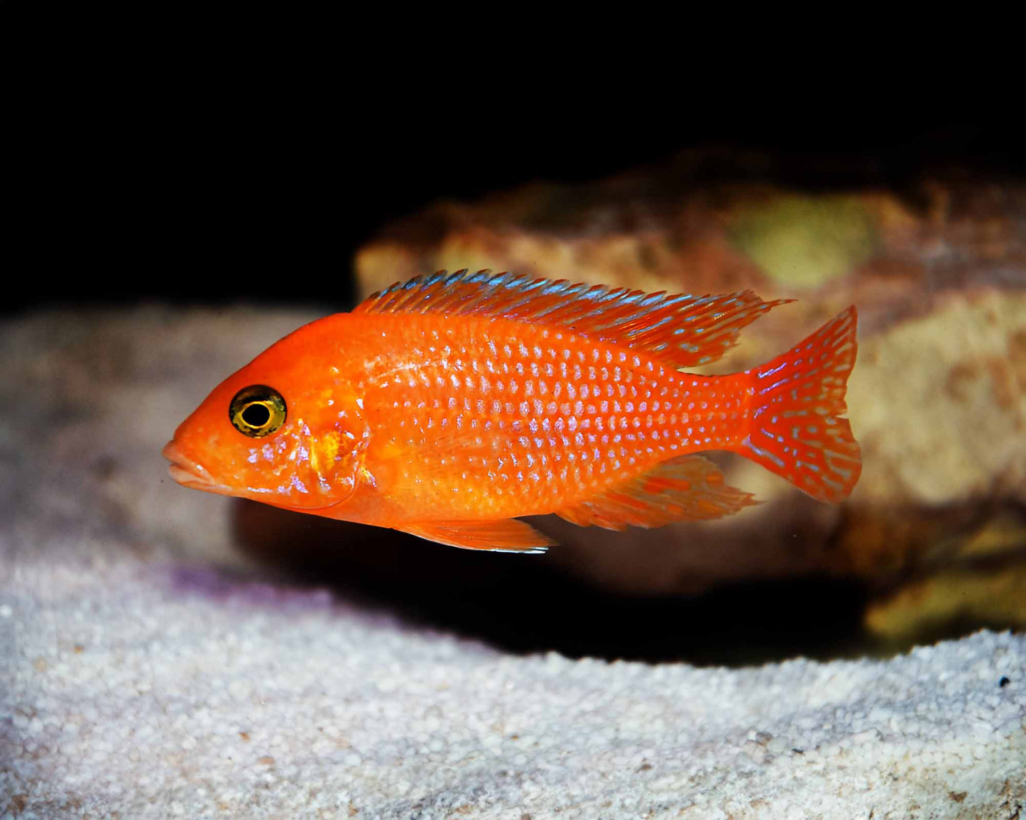 Red Zebra