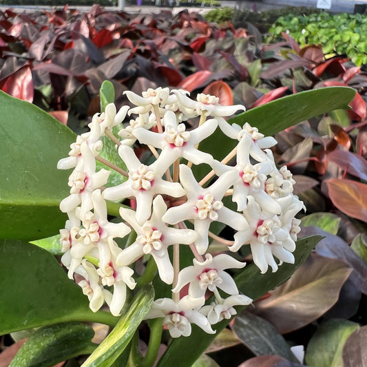 Hoya Australis potted and established