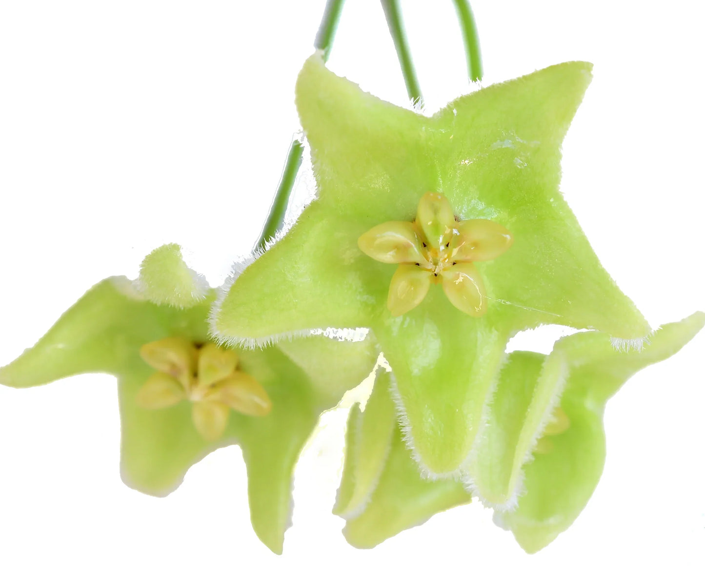 Hoya Chlorantha - known for its vigorous growth and abundant flowering potential