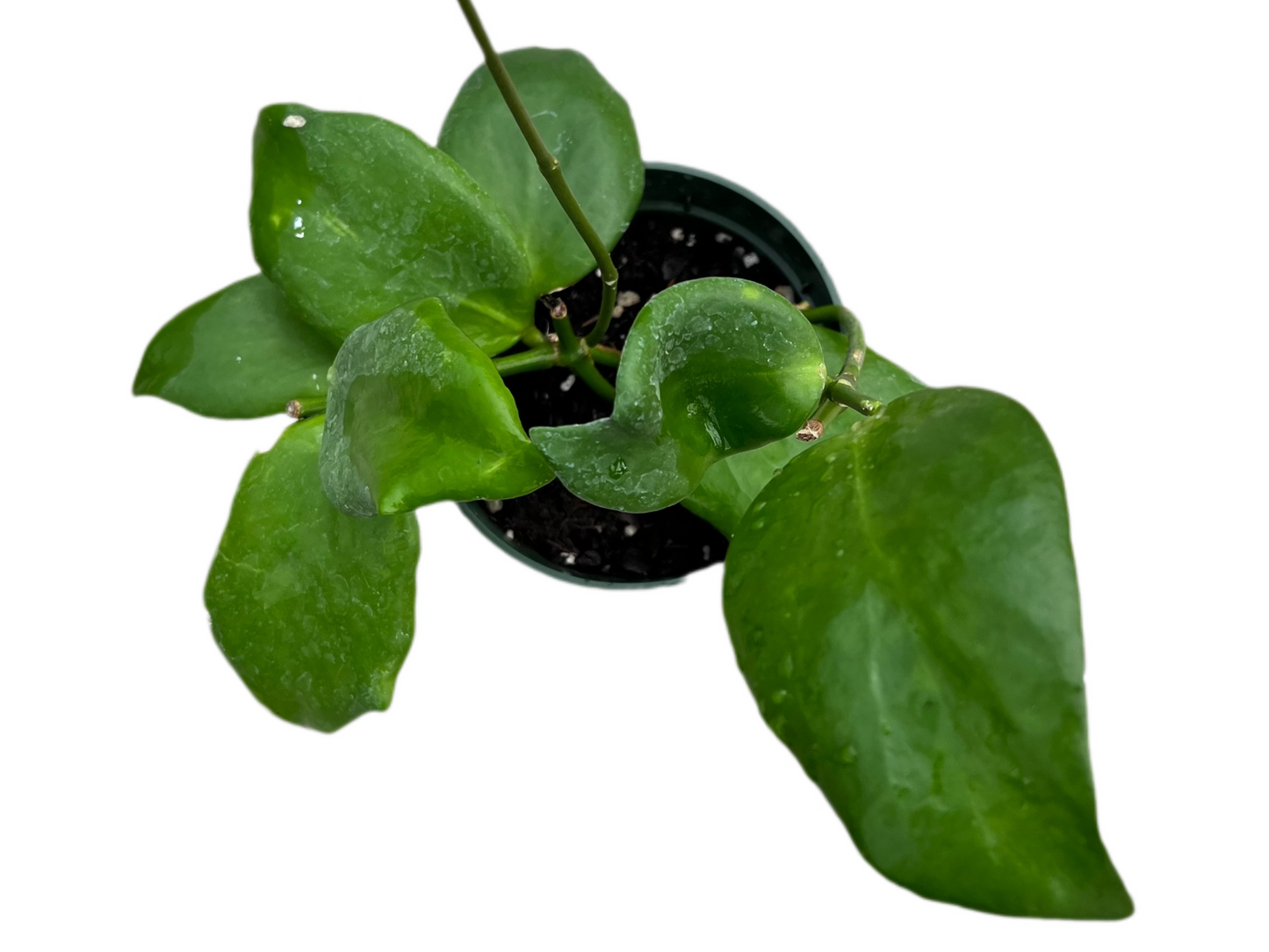 Hoya anulata