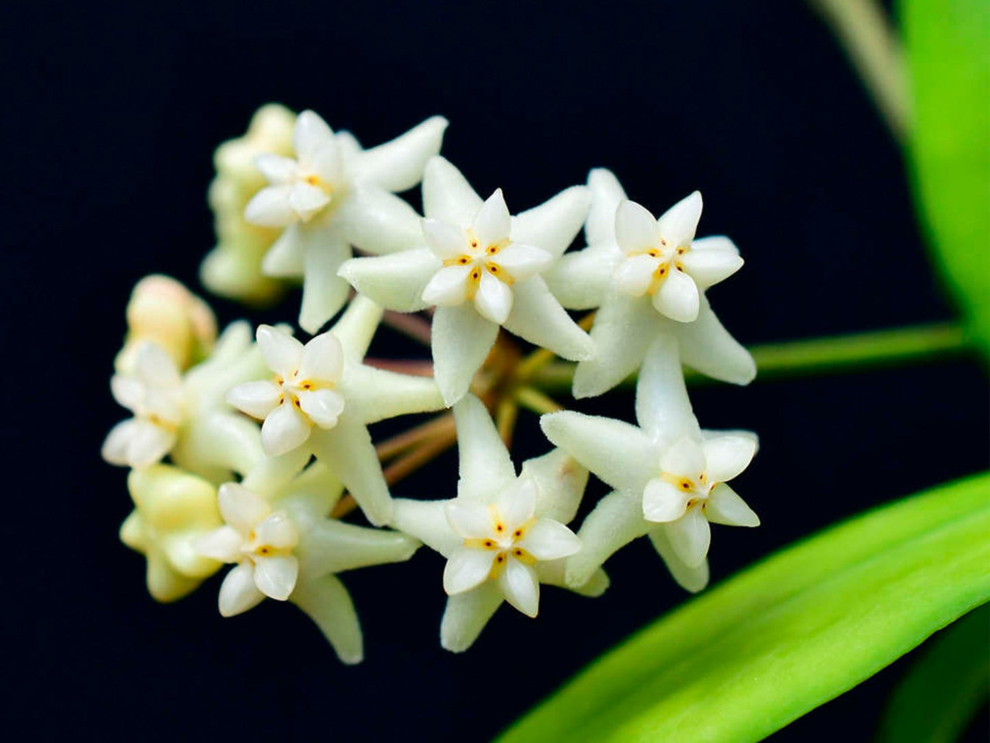 Hoya Cagayanensis is a stunning trailing species native to the Cagayan Valley in the Philippines, prized for its cascading growth habit and exceptional flowering display that brings tropical elegance to any space.