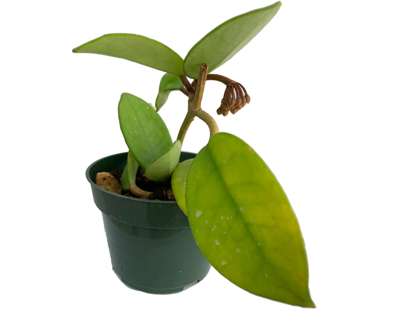Hoya Carnosa Pink Chart potted. A beloved wax plant family with its fragrant star-shaped blooms