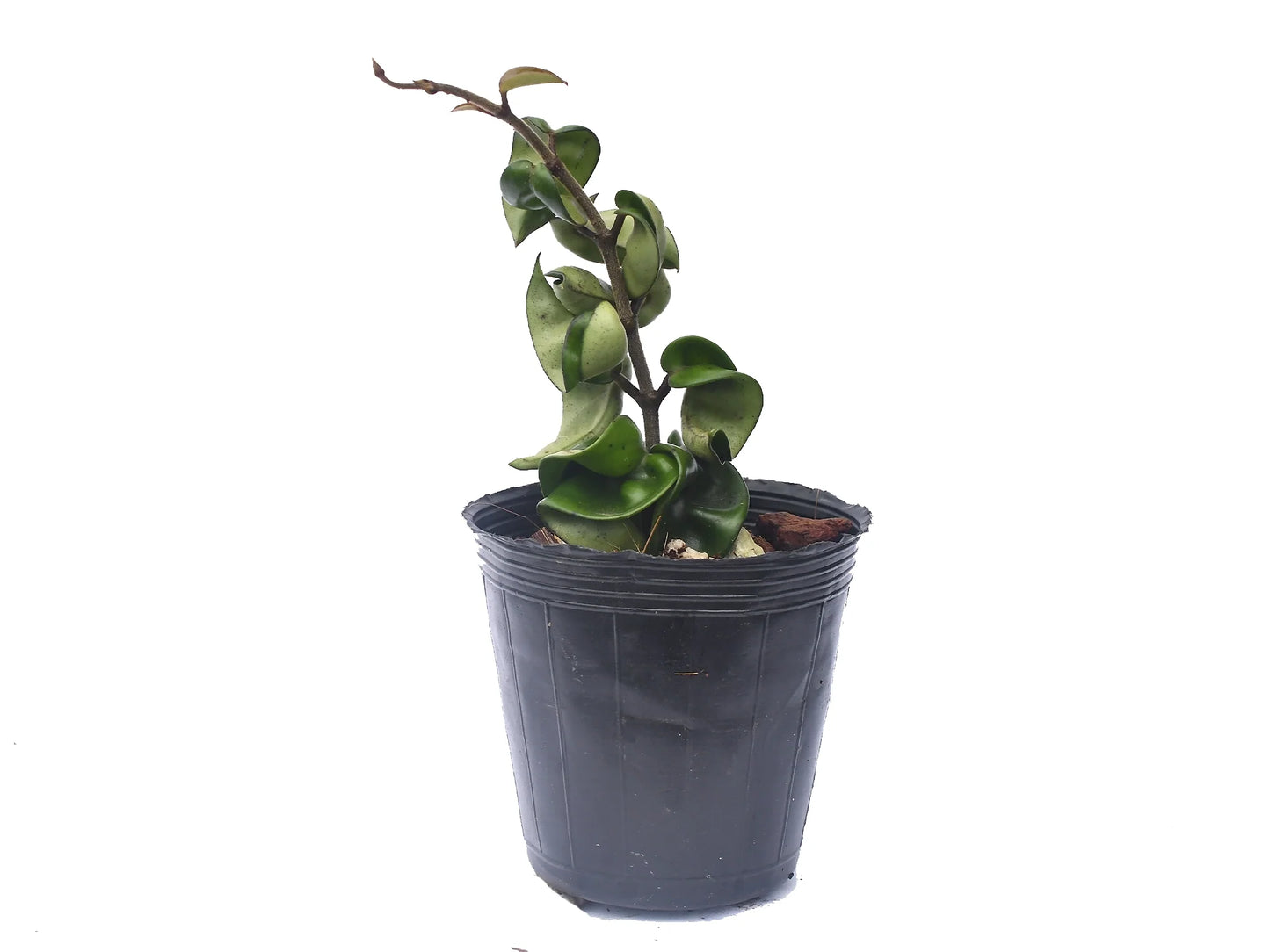 Hoya carnosa