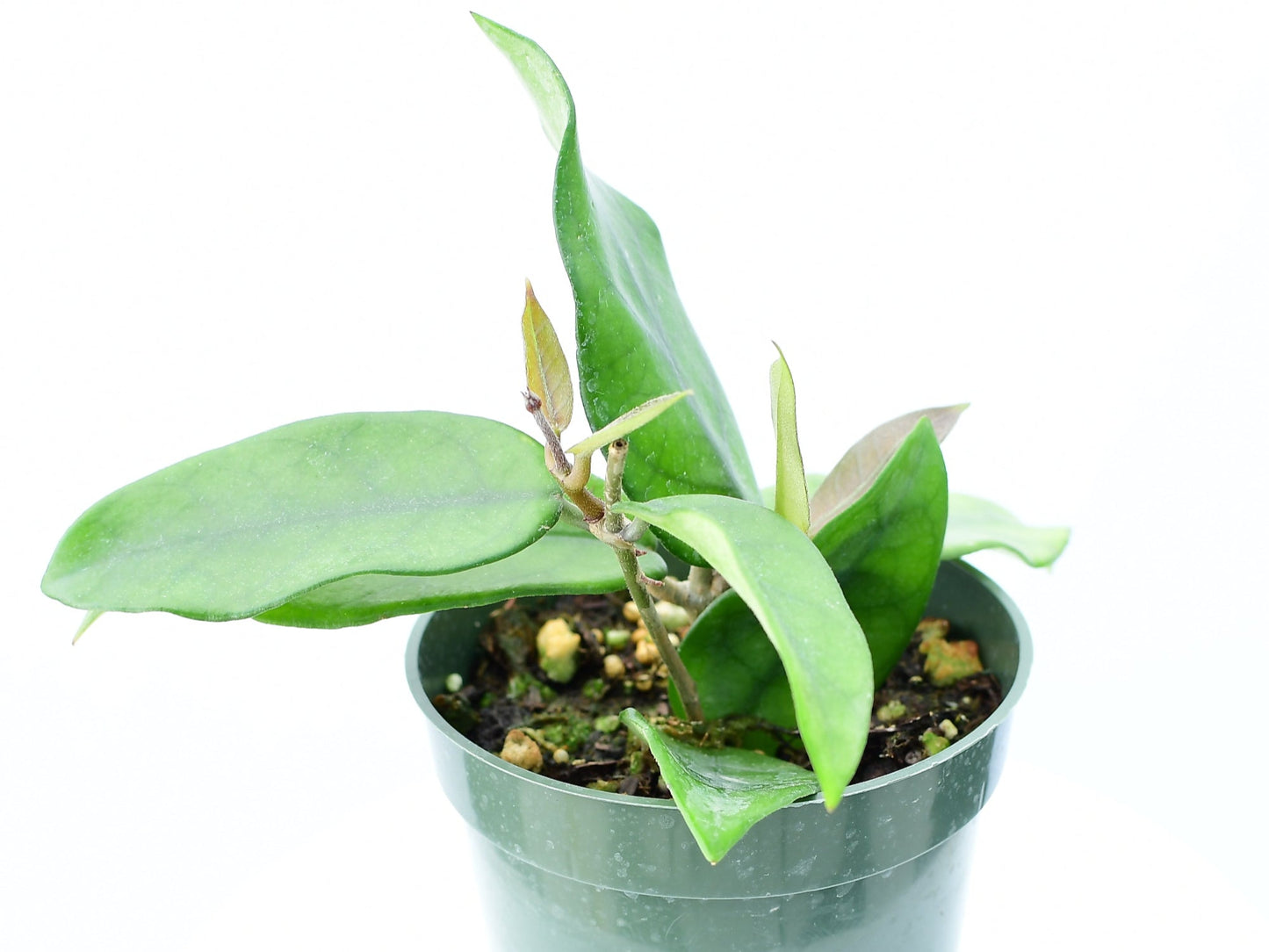 Hoya dasyantha