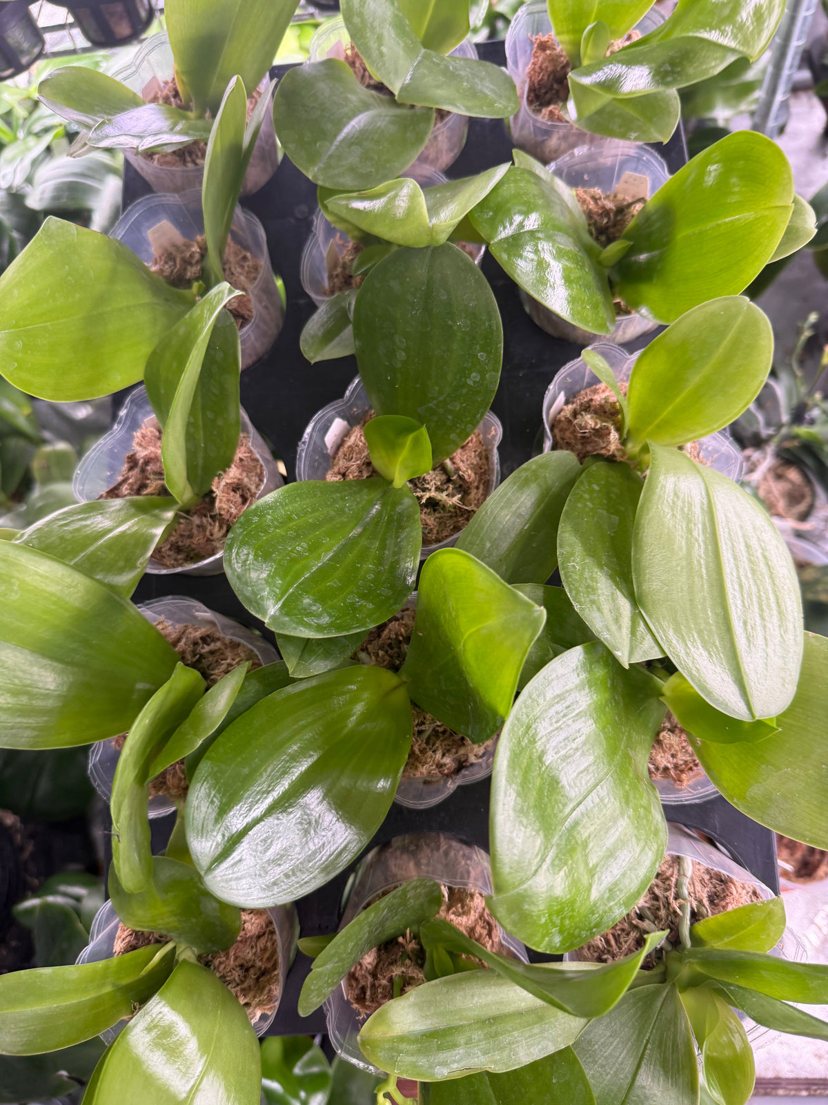 Phalaenopsis (Mainshow Mermaid x MS Magic Princess)