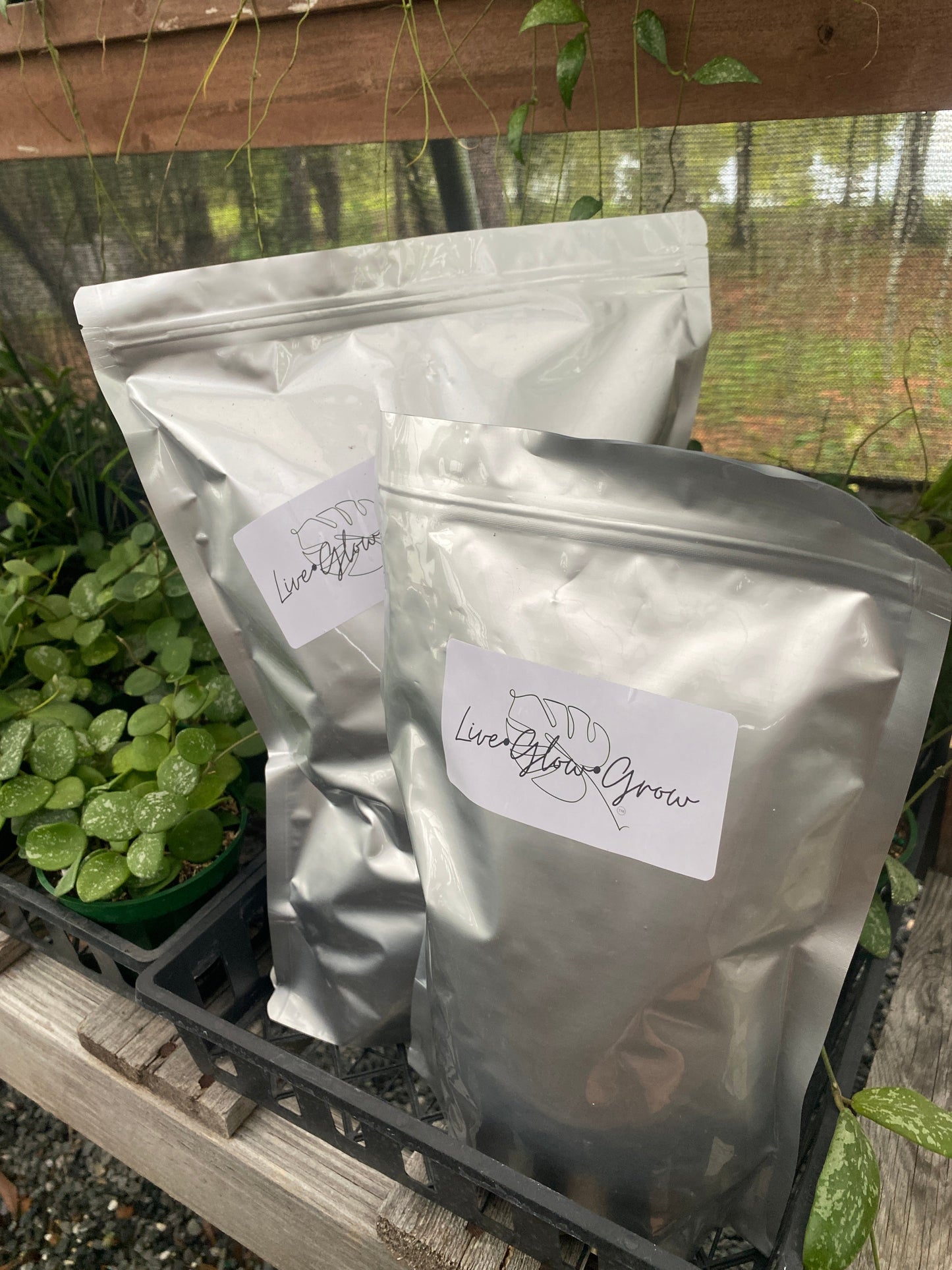 LGG Hoya Grow Mix