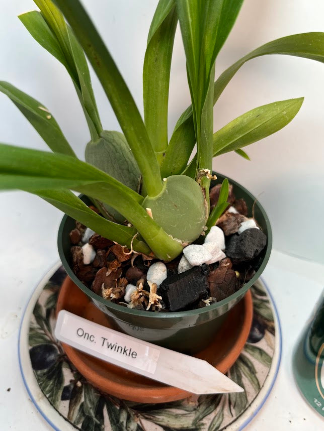 Compact Oncidium Twinkle Orchid Fragrance Fantasy I not in bloom | 20% OFF