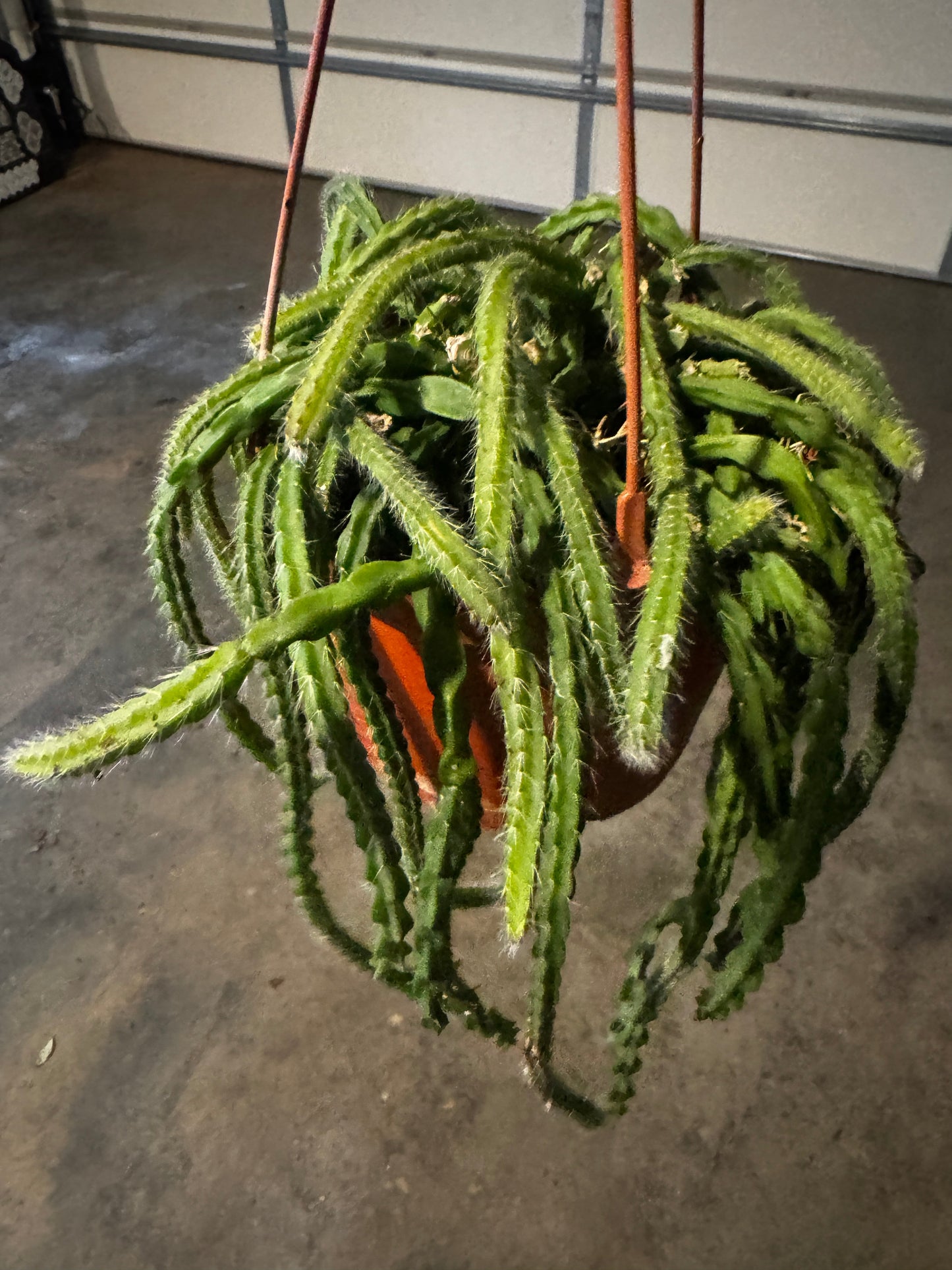 Rhipsalis Basket