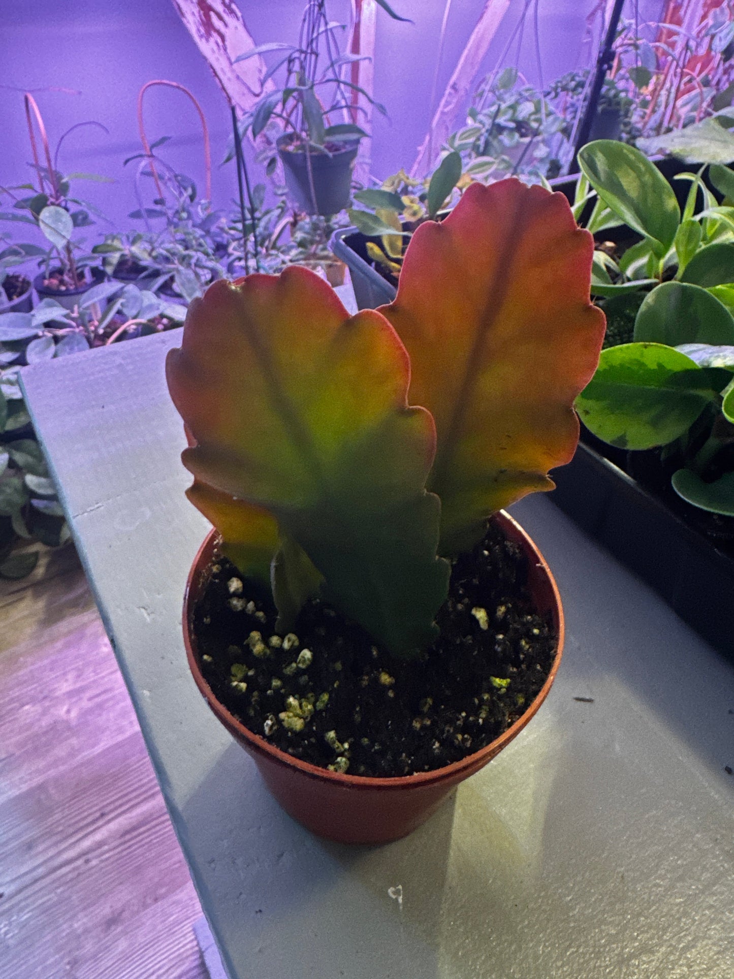 Pseudorhipsalis Ramulosa (Pink Tipped Jungle Cactus) "Angustissima"