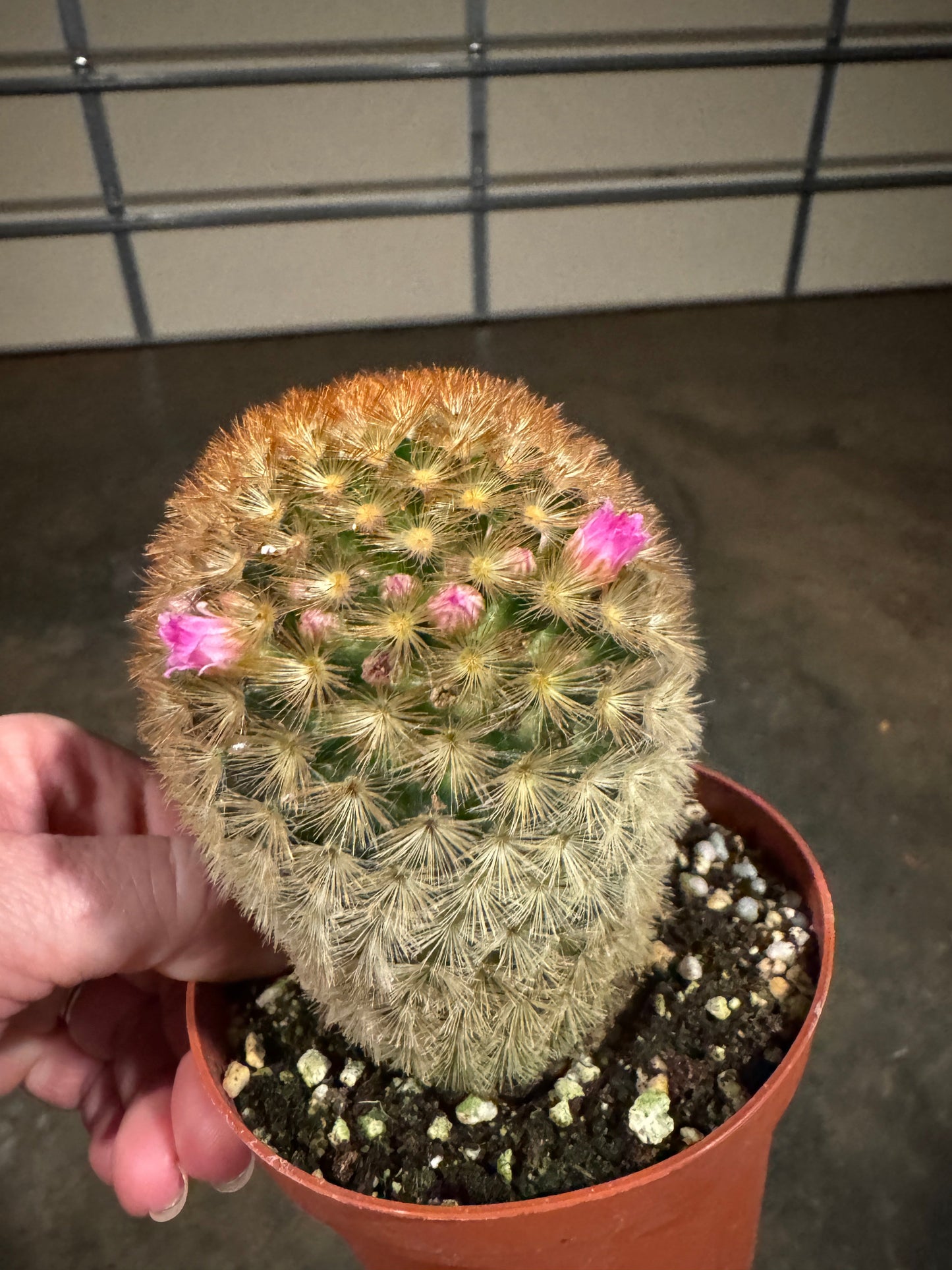 Bristle Brush Cactus