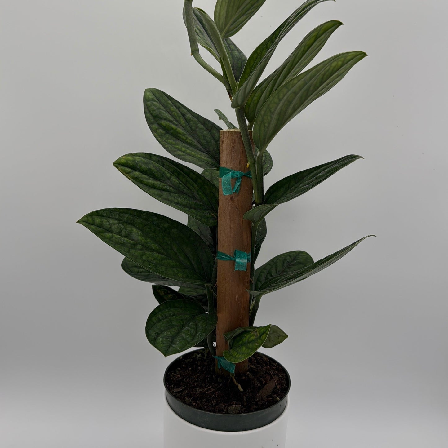 Monstera Peru