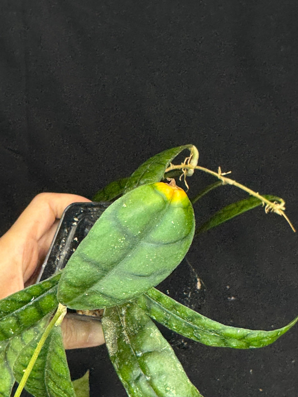 Hoya callistophylla, beautiful foliage