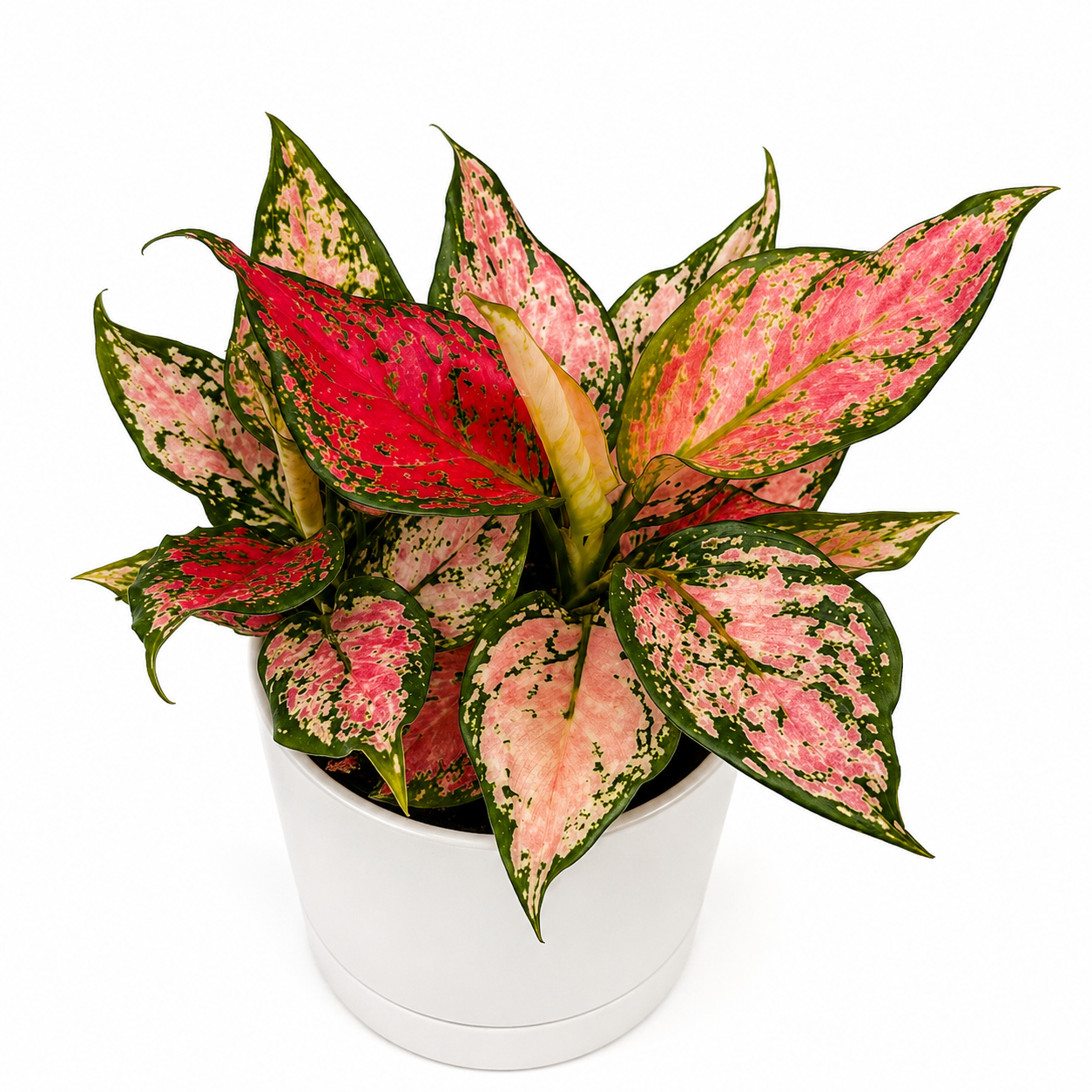 Aglaonema Pink Zircon