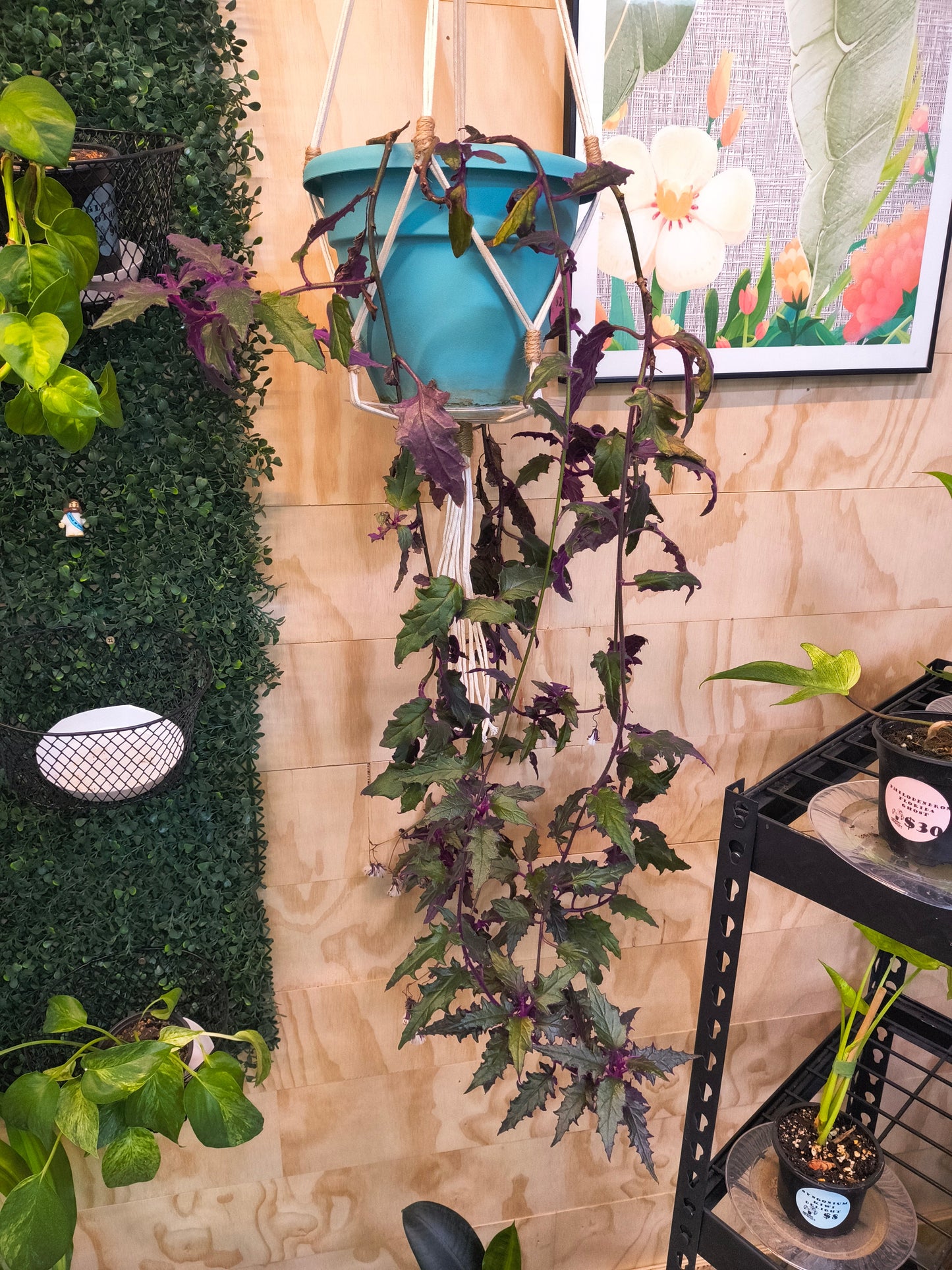 purple passion