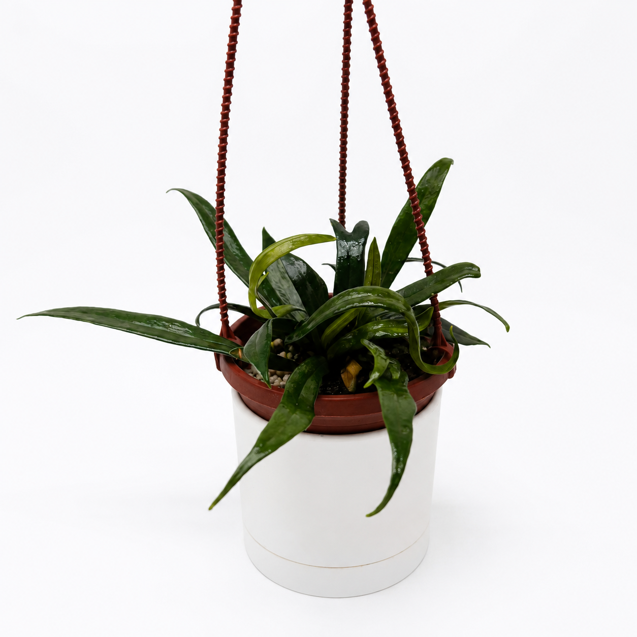 Blue Oil Fern