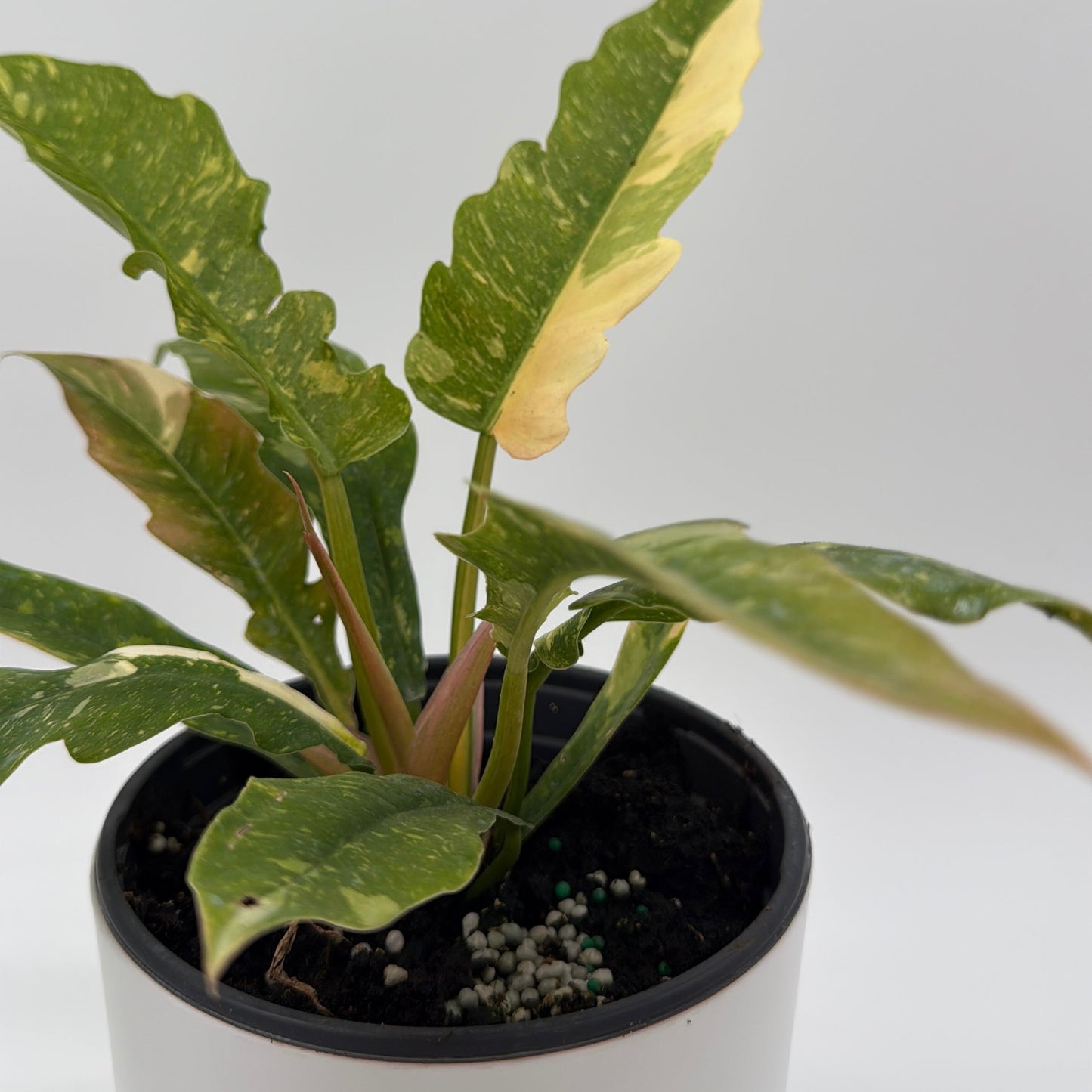 Philodendron ‘Ring of Fire’