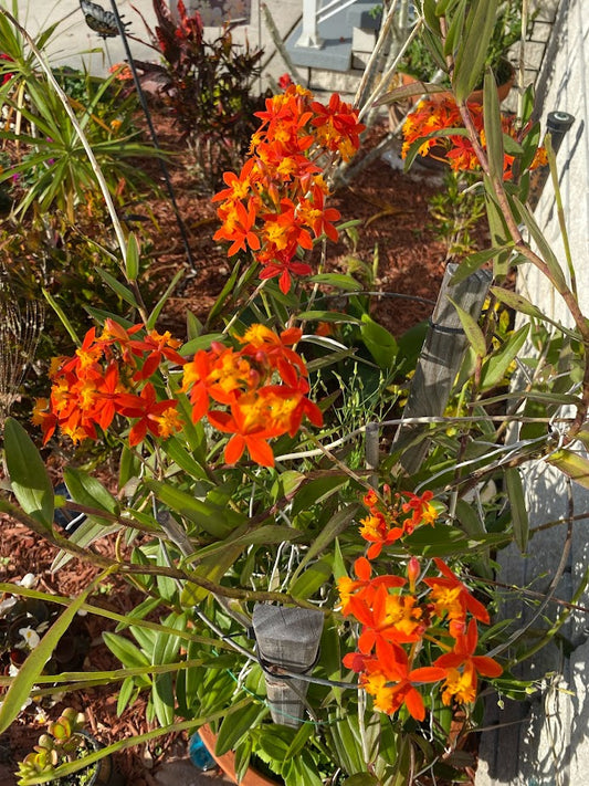 Orange Epidendrum Radicans Ground Orchid in a 4 inch pot. A hardy full sun lover with blooms that butterflies love!