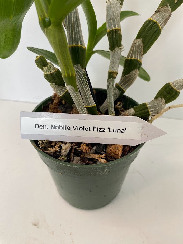 Dendrobium Nobile Violet Fizz "Luna" NBS in a 4 inch pot! Easy to grow, great for mounting, and fragrant.