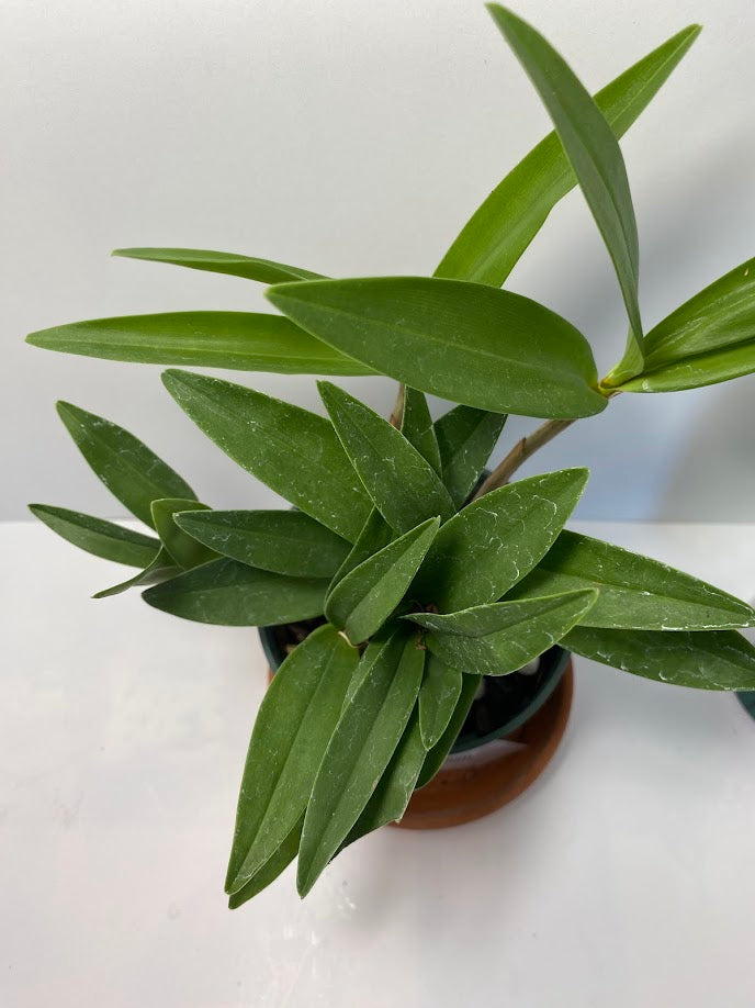 Compact Dendrobium KIngianum 'Pink' Orchid NBS potted