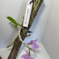 Dendrobium Super Nestor orchid mounted. Sellers choice of collection, you get ONE of the three. Easy care Dendrobium orchid and fragrant.