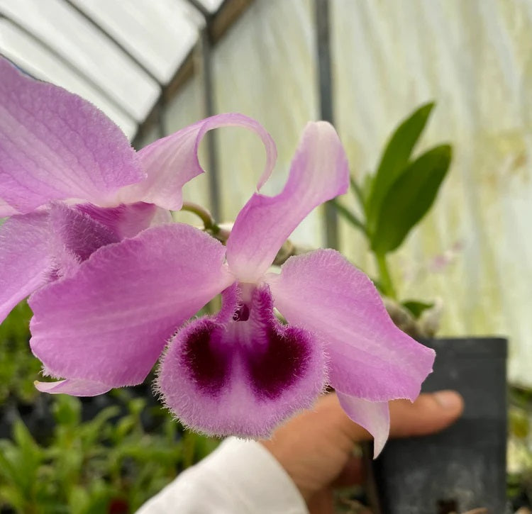 Dendrobium Anosmum Purple Orchid mounted on a cedar shingle (not in bloom). She has long lasting fragrant purple blooms in the spring!