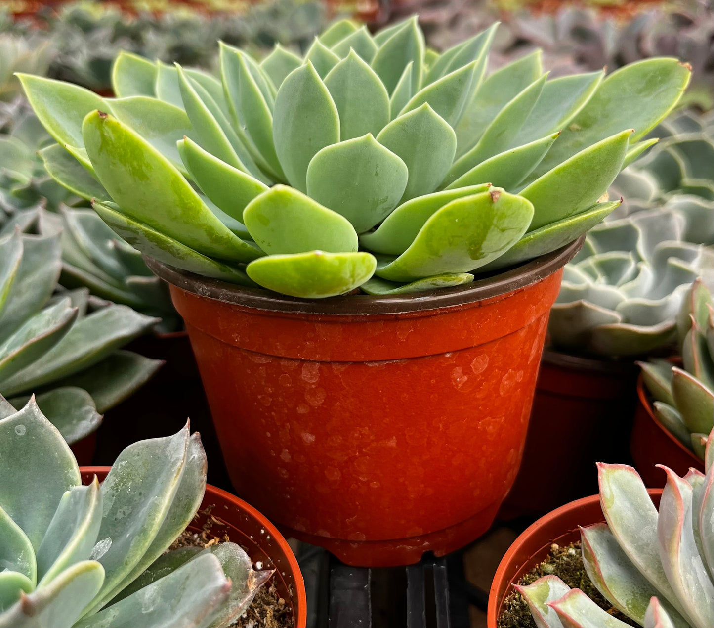 Echeveria Blue Atoll