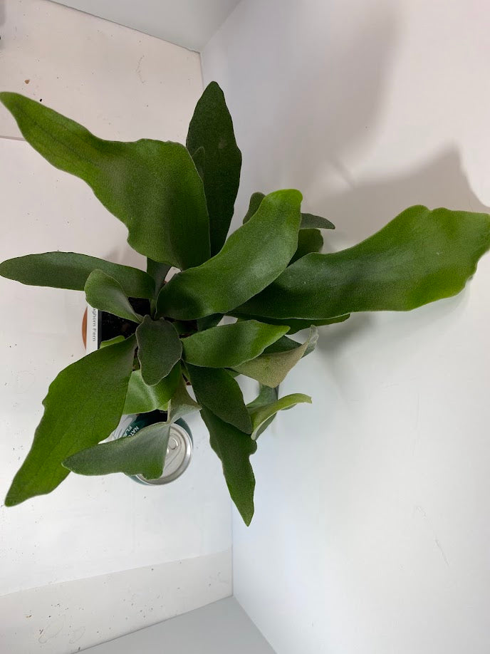 Staghorn Fern in a 4 inch pot ready for mounting! She even has a fancy name...Platycerium Bifurcatum! So fun to grow!