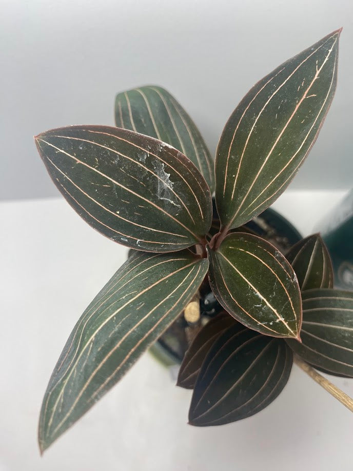 Black Jewel Orchid 'Discolor' in a 4 inch pot. It is grown in very limited supply, making it a rare and highly sought-after plant.