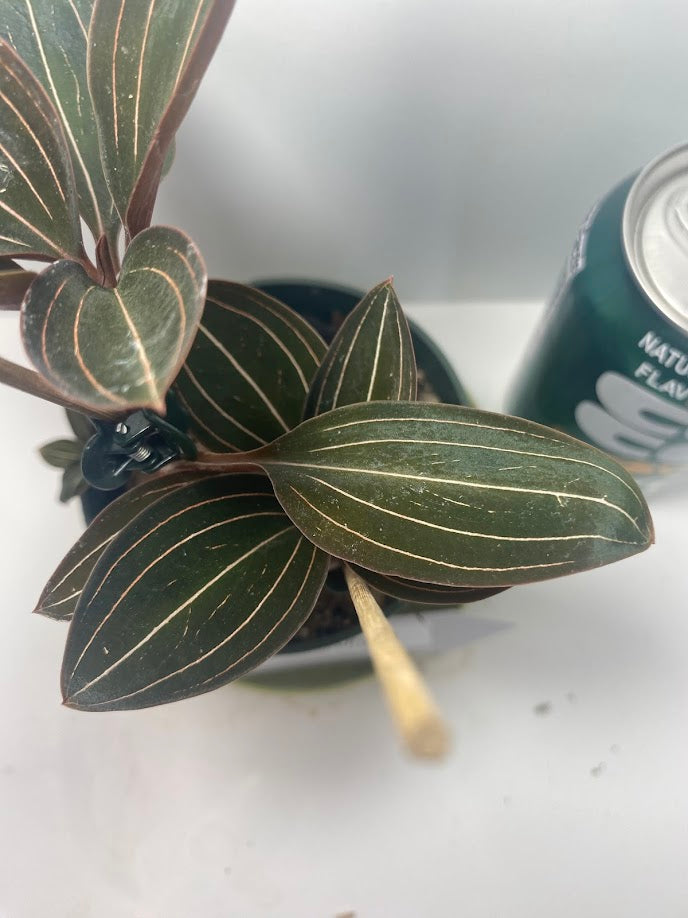 Black Jewel Orchid 'Discolor' in a 4 inch pot. It is grown in very limited supply, making it a rare and highly sought-after plant.