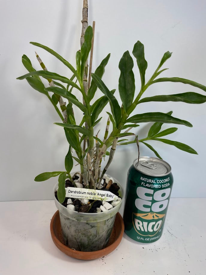 Compact Dendrobium Nobile Angel Baby Orchid established and potted - not in bloom. The flowers of this variety are white with a yellow throat. Buds form at the joints of the canes in clusters that produce sweetly fragrant flowers.
