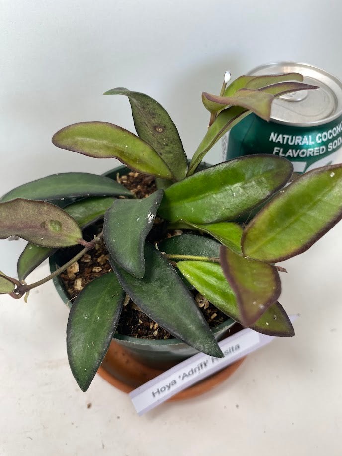 Hoya Rosita is a rare, hybrid flowering plant that's part of the Hoya family. It's a cross between Hoya Wayetii and Hoya Tsangii.   