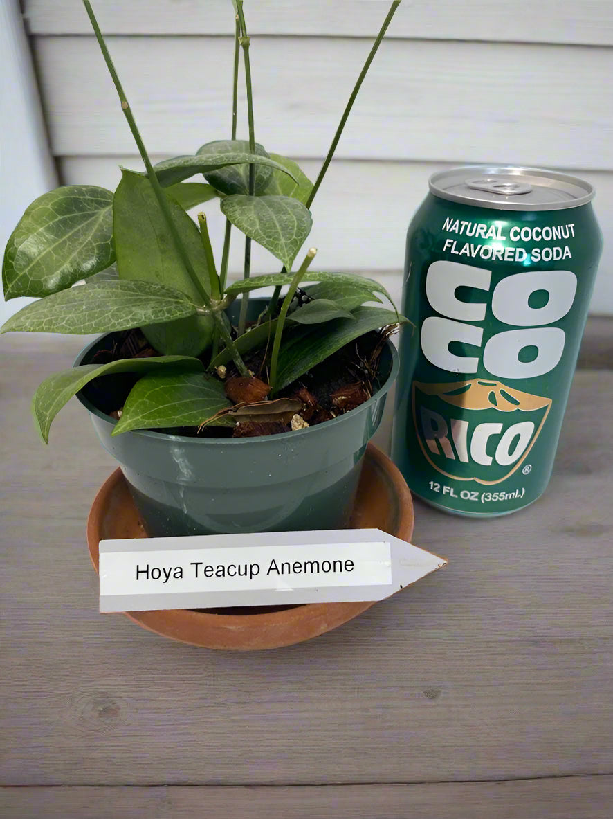 Hoya Teacup Anemone Fitchii