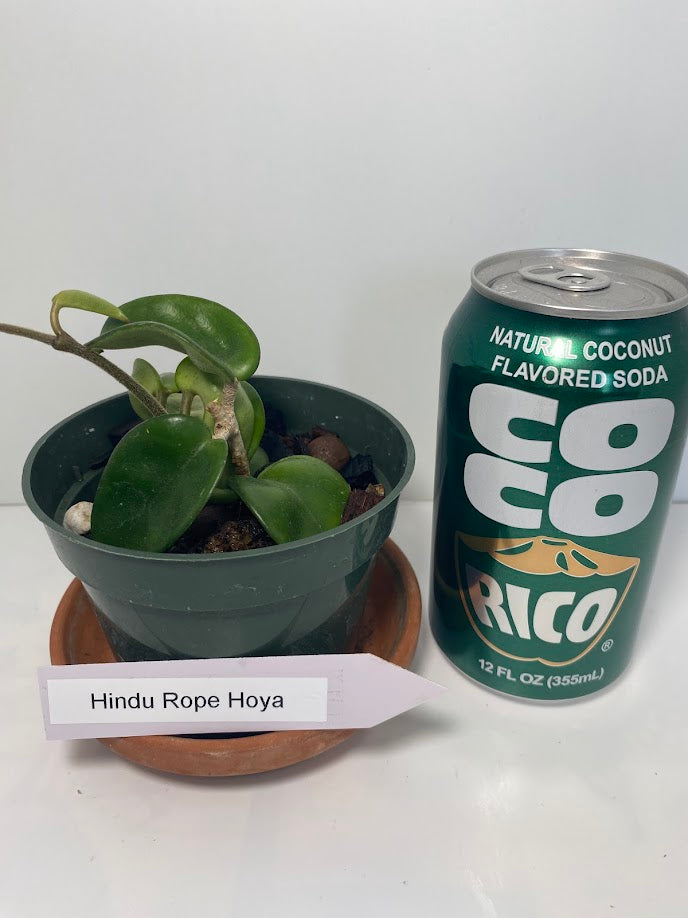 Hindu Rope Plant