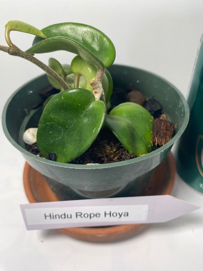 Hindu Rope Plant