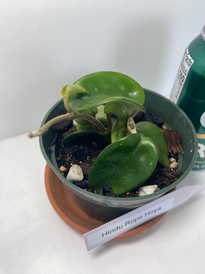 Hindu Rope Plant