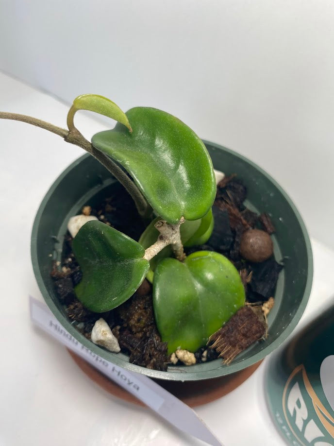 Hindu Rope Plant