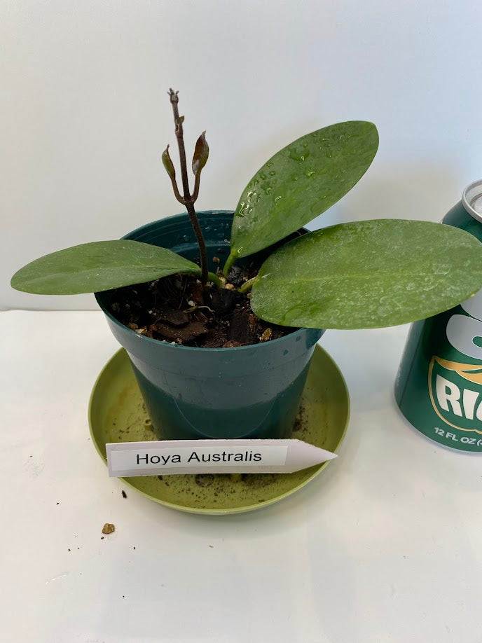 Hoya Australis potted and established