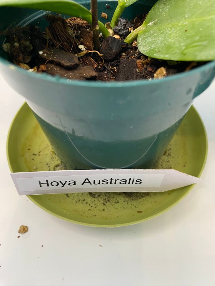 Hoya Australis potted and established