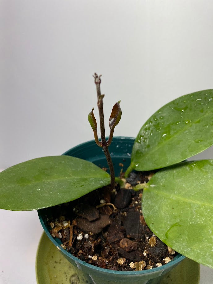 Hoya Australis potted and established