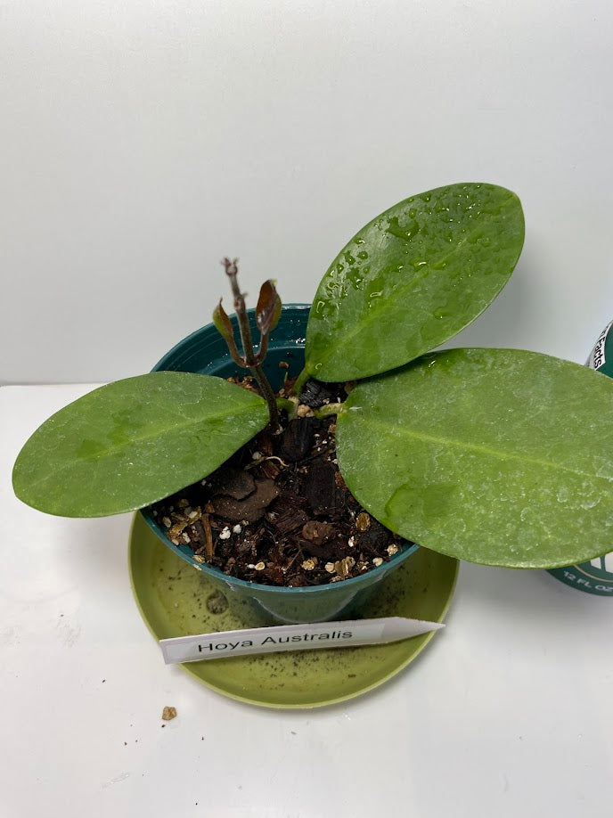 Hoya Australis potted and established