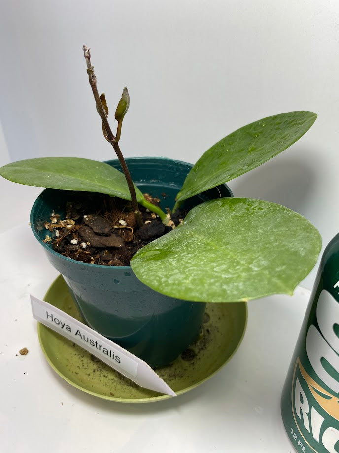 Hoya Australis potted and established