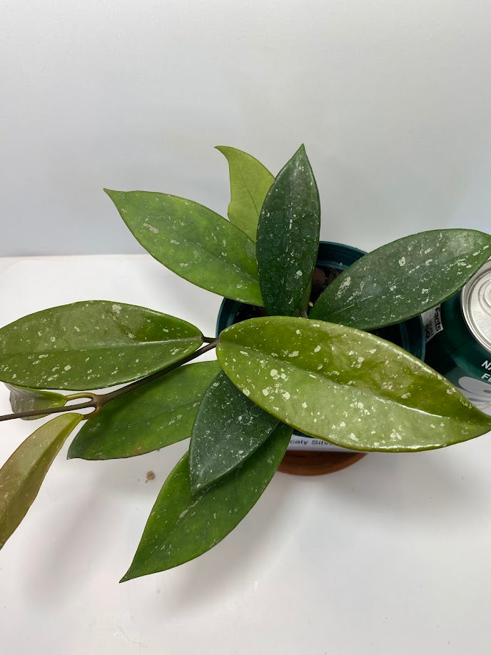 Hoya Pubicalyx Splash (not in bloom) is a vigorous climbing plant featuring thick, spear-shaped leaves with white speckles. It thrives in a 4-inch pot, eager to climb trellises or cascade over edges. Its leaves display silvery variegation, and with sufficient light, stems develop purple hues. This plant also produces striking waxy blooms, adding elegant texture to any collection.
