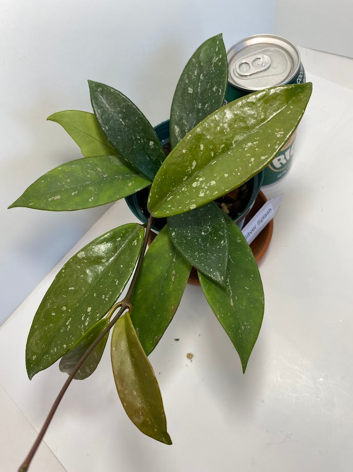 Hoya Pubicalyx Splash (not in bloom) is a vigorous climbing plant featuring thick, spear-shaped leaves with white speckles. It thrives in a 4-inch pot, eager to climb trellises or cascade over edges. Its leaves display silvery variegation, and with sufficient light, stems develop purple hues. This plant also produces striking waxy blooms, adding elegant texture to any collection.